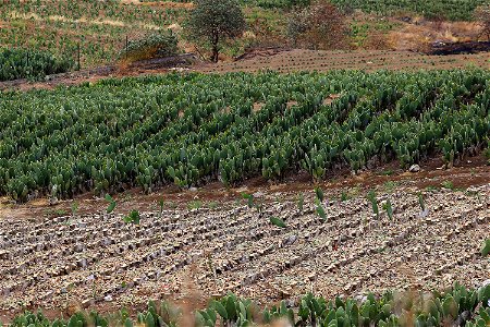 Milpa Alta / Stock
