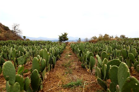 Milpa Alta / Stock