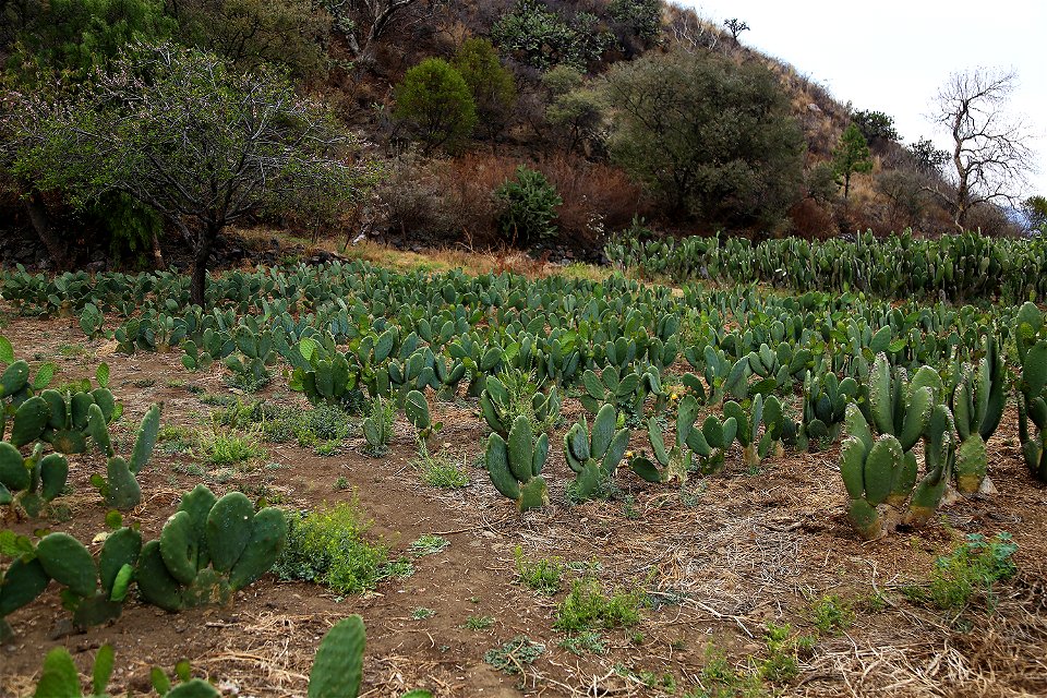 Milpa Alta / Stock