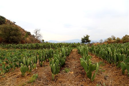 Milpa Alta / Stock