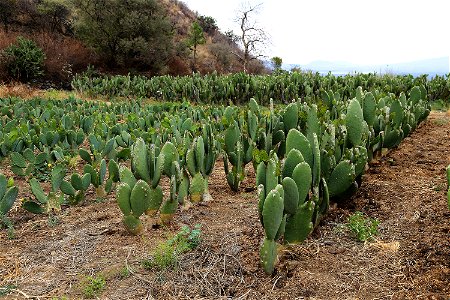 Milpa Alta / Stock