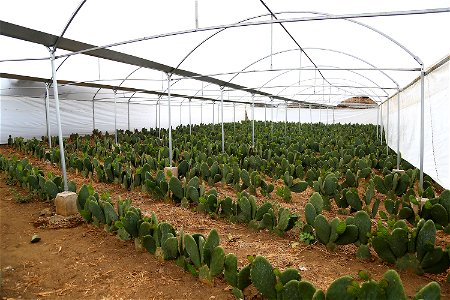 Milpa Alta / Stock