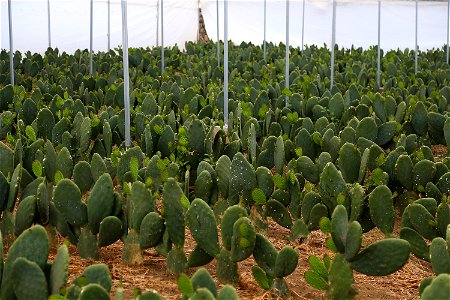 Milpa Alta / Stock