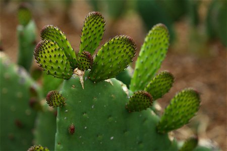 Milpa Alta / Stock