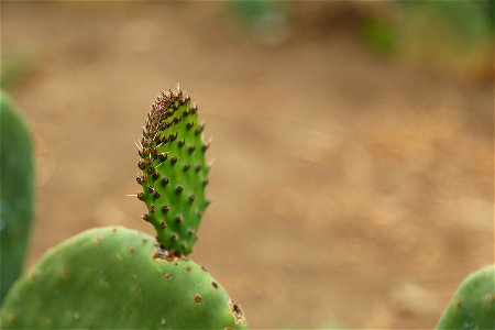 Milpa Alta / Stock