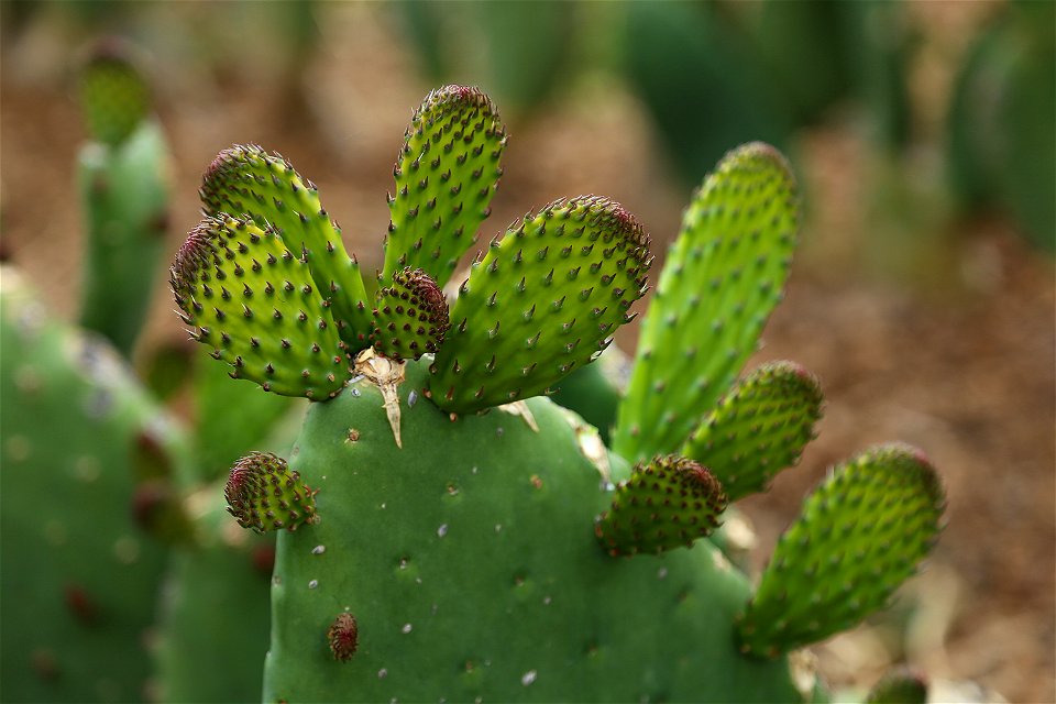 Milpa Alta / Stock