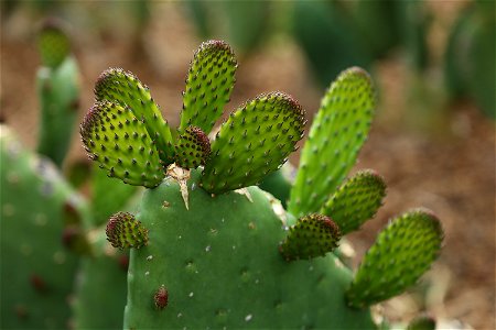 Milpa Alta / Stock