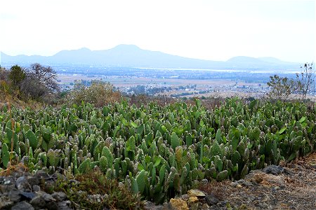 Milpa Alta / Stock