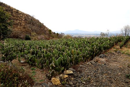 Milpa Alta / Stock