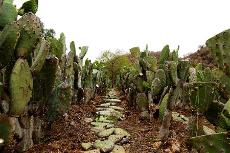 Milpa Alta / Stock