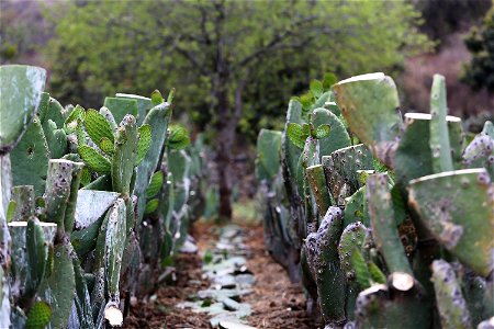 Milpa Alta / Stock