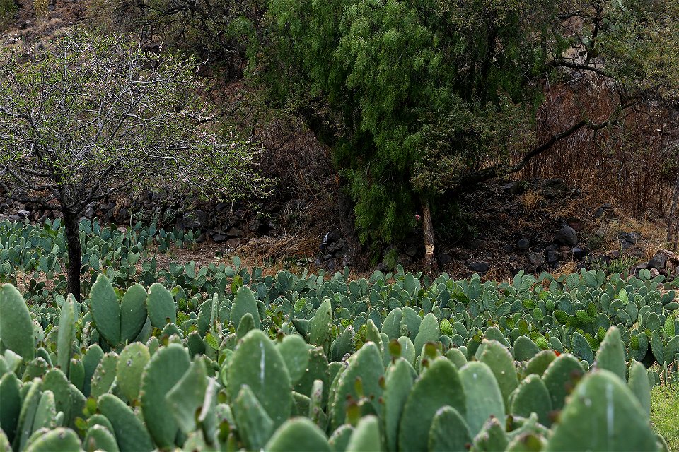 Milpa Alta / Stock