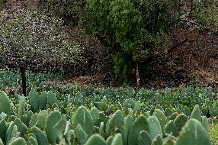 Milpa Alta / Stock