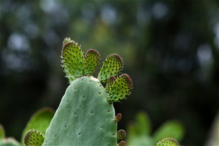 Milpa Alta / Stock