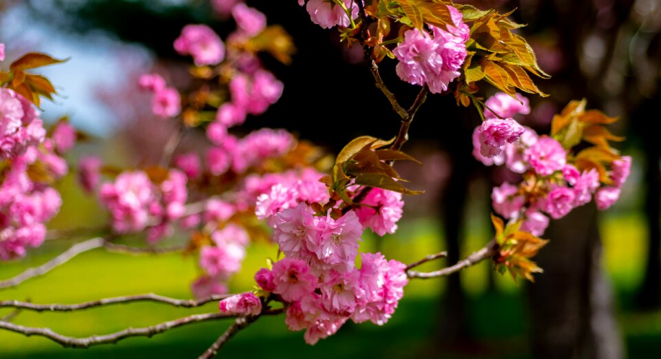 Nature tree cherry photo