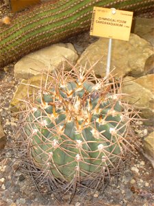 Gymnocalycium cardenasianum specimen in the National Botanic Garden of Belgium, Meise, just north of Brussels, Belgium.