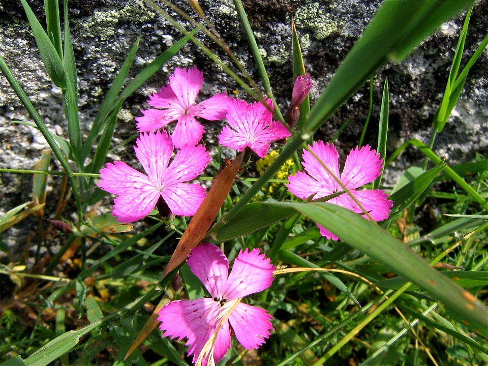 Oeillet des Bois (Dianthus sylvaticus) - Espèce particulière au massif central (France)