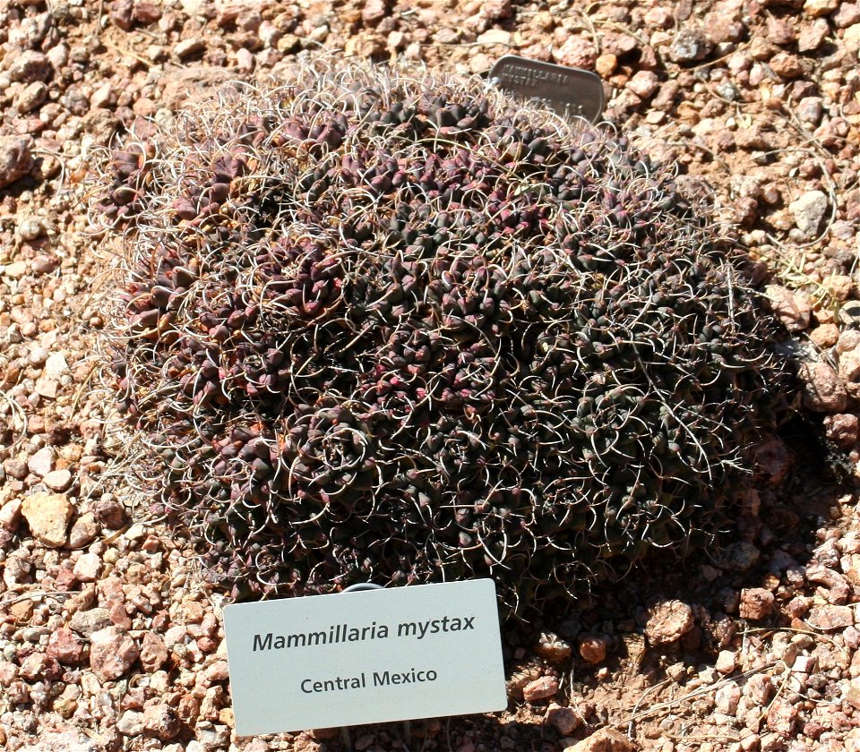 Mammillaria mystax; native to Central Mexico.  Photographed at the Desert Botanical Garden, Phoenix, AZ.