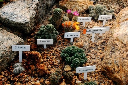 Several cactuses of genus Sulcorebutia Sulcorebutia arenacea, Sulcorebutia candiae (Syn. Sulcorebutia arenacea var. candiae), Sulcorebutia canigueralii, Sulcorebutia crispata, Sulcorebutia hertusi and