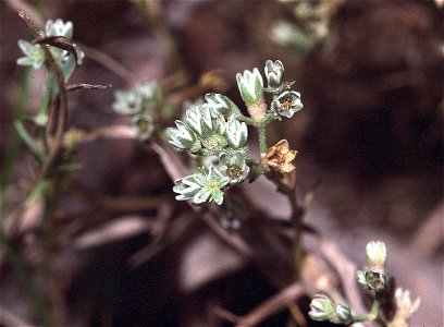 Scleranthus perennis eF