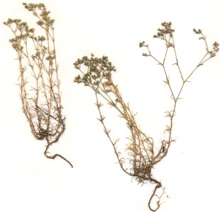 Scleranthus perennis Herbar