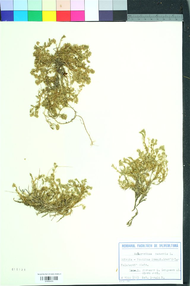 Scleranthus perennis