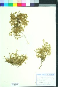 Scleranthus perennis
