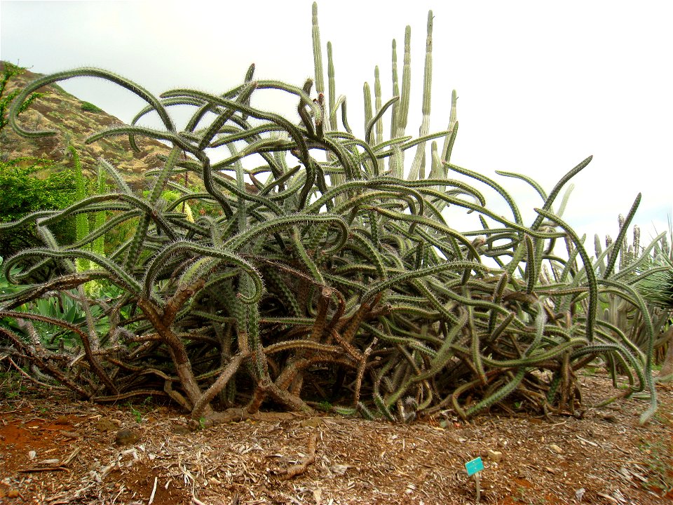 Rathbunia alamosensis in the Koko Crater Botanical Garden, Honolulu, Hawaii, USA.