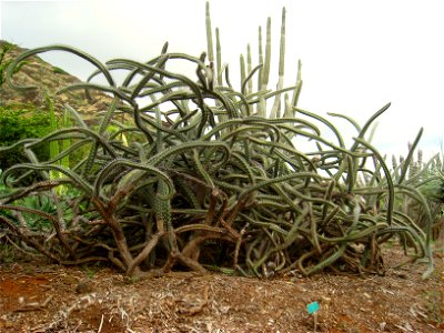 Rathbunia alamosensis in the Koko Crater Botanical Garden, Honolulu, Hawaii, USA.
