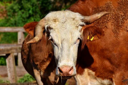 Beef bull ruminant photo