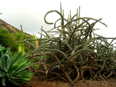Rathbunia alamosensis in the Koko Crater Botanical Garden, Honolulu, Hawaii, USA. photo