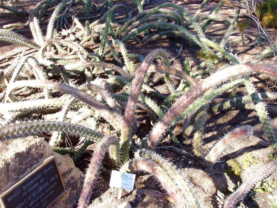 Photo taken at Desert Botanical Garden in Phoenix, AZ, USA in 2007