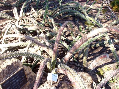 Photo taken at Desert Botanical Garden in Phoenix, AZ, USA in 2007