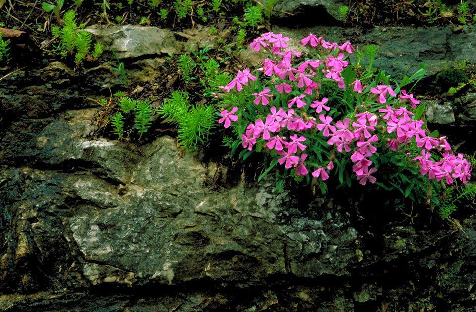 Image title: Carolina wild pink flower blossoms in rocks and moss
Image from Public domain images website, http://www.public-domain-image.com/full-image/wallpapers-public-domain-images-pictures/caroli