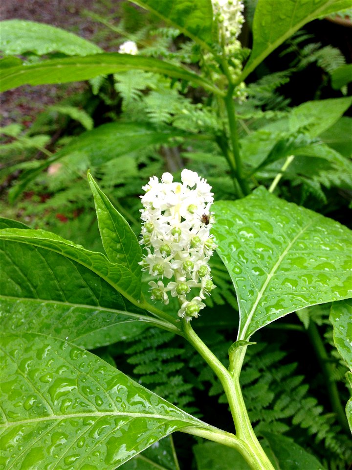 Phytolacca japonica, edge of roadside through deep forest, ascending Mount Wakakusa, Nara, Nara Prefecture, Japan.