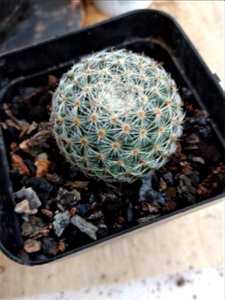 photo of mammillaria microthele species. taken in my garden
