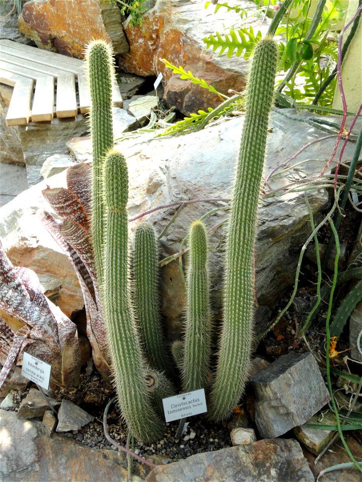 Cleistocactus tominensis specimen in the Botanischer Garten München-Nymphenburg, Munich, Germany.