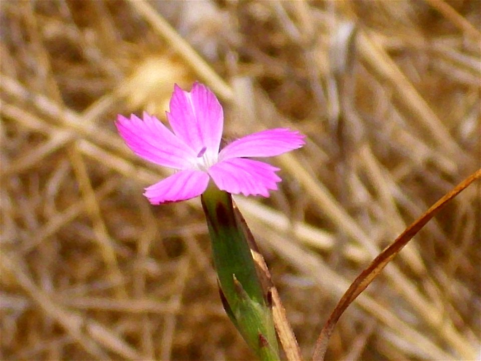 Dianthus pungens Flower Closeup , in Sierra Madrona, Spain