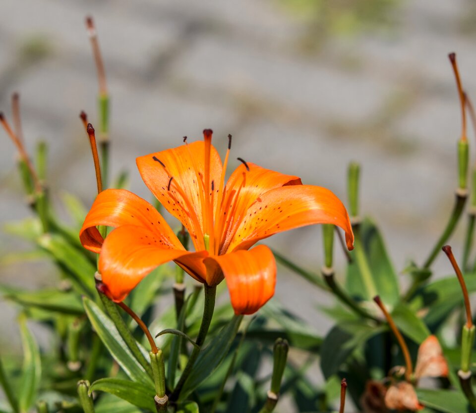 Nature plant petals