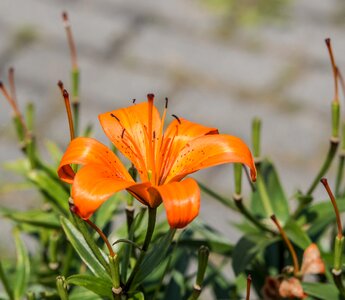 Nature plant petals photo