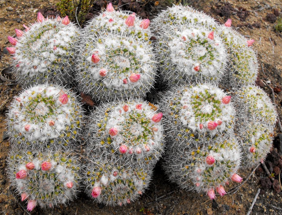 .
At the San Diego Botanic Garden (formerly Quail Botanical Gardens) in Encinitas, California.
Identified by sign.