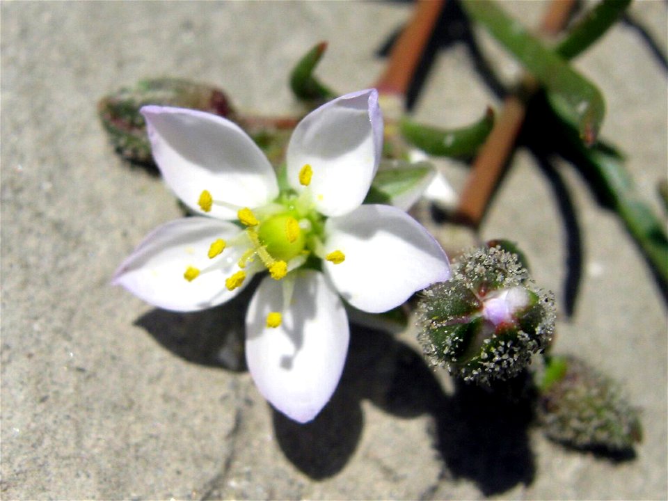 Spergularia maritima (All.) Chiov. - Media Sandspurry
