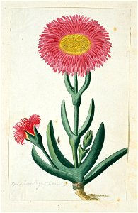 IdentificatieTitel(s): Carpobrotus quadrifidus L. BolusMesembryanthemum (titel op object)Objecttype: tekening albumblad Objectnummer: RP-T-1914-18-22Opschriften / Merken: annotatie, linksonder, potloo photo