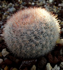 Mammillaria candida at the Volunteer Park Conservatory, Seattle, Washington, USA. Identified by sign.