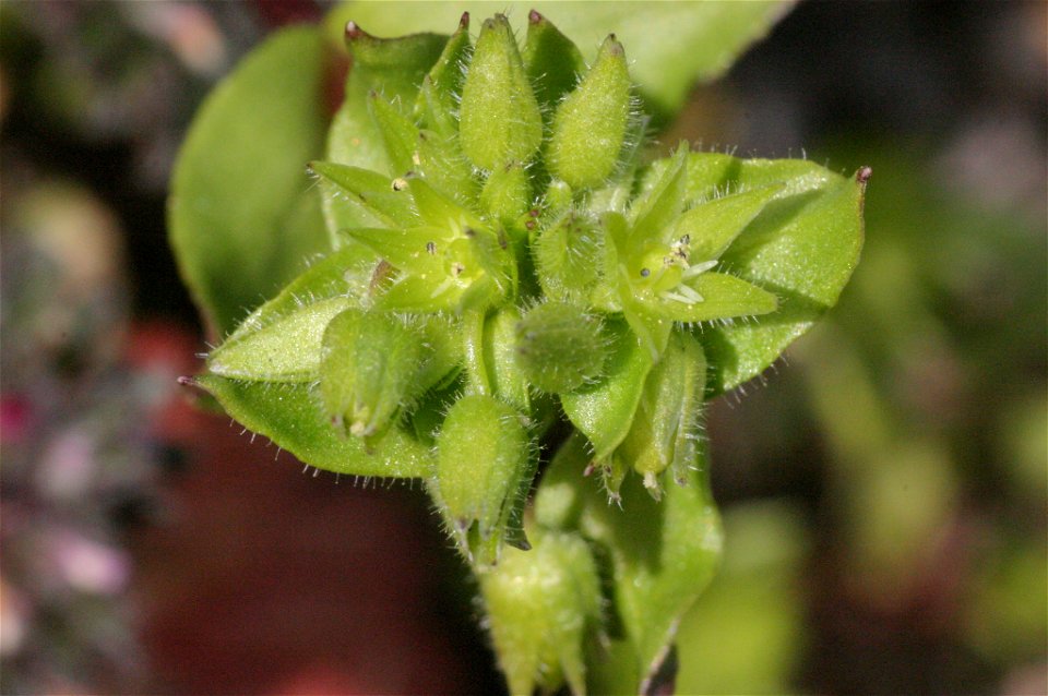 Stellaria pallida