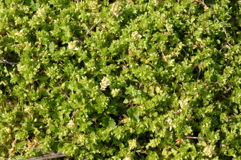 Stellaria pallida