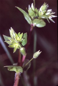 Stellaria pallida, eigenes Foto von 1990, Unterfranken, de:Benutzer:Fornax, Lizenz: Bild-PD
Polski:  Gwiazdnica Stellaria pallida, Dolna Frankonia.