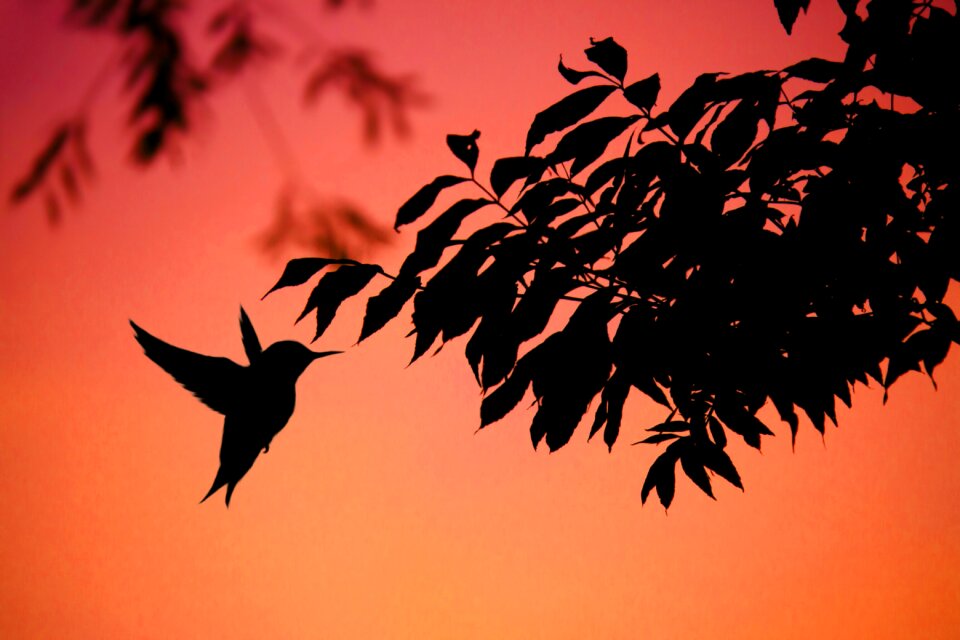 Nature wildlife wings