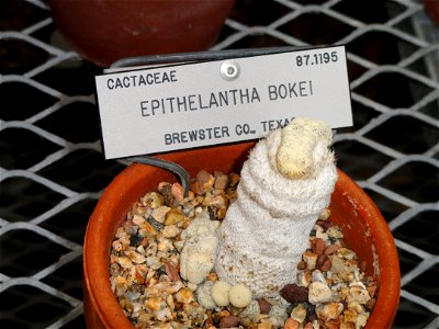Epithelantha bokei specimen in the University of California Botanical Garden, Berkeley, California, USA.