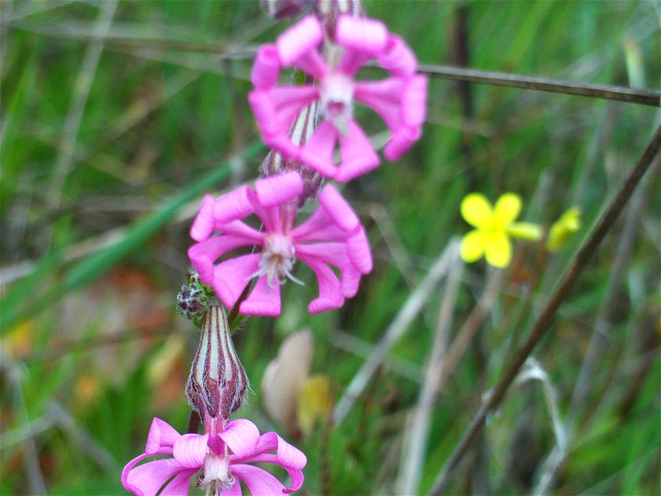 Silene colorata Flowers front close up, Dehesa Boyal de Puertollano, Spain